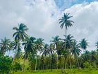Coconut Land for Sale in Madampe