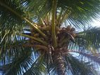 Coconut Land for Sale in Madurankuliya