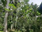 Coconut Land For Sale In Mirigama Area