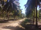 Coconut Land for Sale in Mundalama