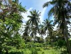 Coconut Land for sale in Nattandiya / Code – LOD001