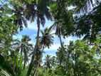 Coconut Land for sale in Nattandiya / Code – LOD001