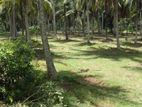 Coconut Land for Sale in Nattandiya Welipennagahamulla
