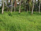 Coconut Land for Sale in Nattandiya, Welipennagahamulla