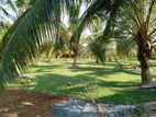 Coconut Land for Sale in Negambo - Cl546