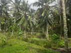 Coconut Land for Sale in Padukka