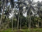 Coconut Land for Sale in Padukka Miriyagalla Road