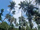 Coconut Land for Sale in Pallebedda (SSPL-234)