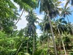 Coconut Land for Sale in Pallebedda (SSPL-234)