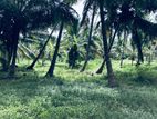 Coconut Land for Sale in Panirendawa