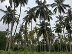 Coconut Land for Sale in Pannala