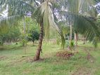 Coconut Land for Sale in Pannala