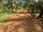 Coconut Land For Sale In Puttalam 6th Mile Post
