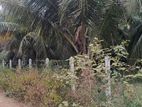 Coconut Land For Sale in Puttalam City