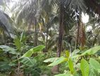 COCONUT LAND FOR SALE IN PUTTALAM - CL624