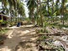 Coconut Land for Sale in Puttalam