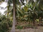 Coconut land for sale in Puttalam