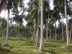 Coconut Land for Sale in Puttalama CL- 664