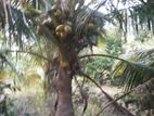 Coconut Land for Sale in Puttalama CL- 667