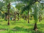 Coconut Land for Sale in Puttalama CL- 678