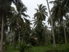 Coconut Land for Sale in Puttalama