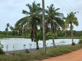 Coconut Land for Sale in Puttalam,Kalpitiya