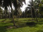 Coconut Land For Sale in Puttlam - CL730