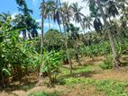 Coconut Land For Sale In Rathnapura - CL781