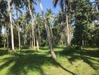 Coconut Land for Sale in Sandalankawa