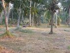 Coconut Land For Sale In Veyangoda