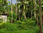 Coconut Land for Sale in Walasmulla Ittademaliya