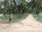 Coconut Land For Sale In Wanathavilluwa