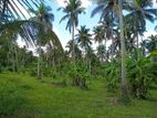 Coconut Land for Sale in Wennappuwa