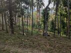 Coconut Land for Sale in Weweldeniya