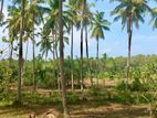 Coconut Land For Sale Kakanadura