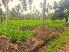 Coconut Land for Sale – Katupotha, Kurunegala ISH022L