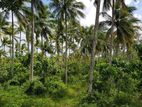 Coconut Land for Sale - Kuliyapitiya