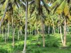 Coconut Land For Sale Kurunagala