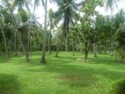 Coconut Land for Sale Kurunagala
