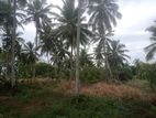 Coconut Land for Sale Aulegama,Kelegama