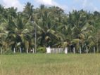 Coconut Land for Sale in Kuliyapitiya