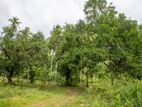 Coconut Land for Sale Kurunegala