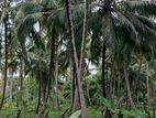 Coconut Land for Sale Kurunegala