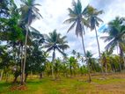 Coconut Land for Sale Kurunegala