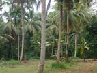 Coconut Land For Sale Kurunegala