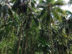 Coconut Land for Sale Kurunegala