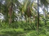 Coconut Land for Sale Kurunegala Wariyapola