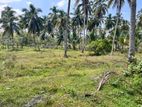 Coconut Land for Sale Makandura