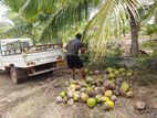 Coconut Land for Sale Mundel