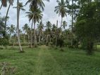 Coconut Land for Sale Narawila